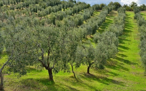 Ο Δήμος Ηρακλείου αξιοποιεί τα ελαιόδεντρα που διαθέτει προσφέροντας εργασία και ελαιόλαδο στις ευπαθείς ομάδες
