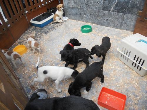 Από την εκδήλωση της Ζωόφιλης Δράσης Από την εκδήλωση της Ζωόφιλης Δράσης