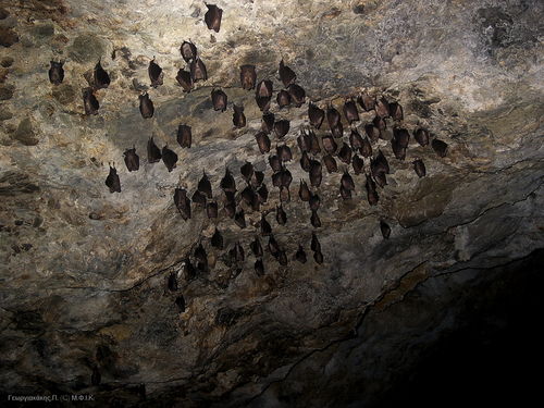 νυχτερίδες