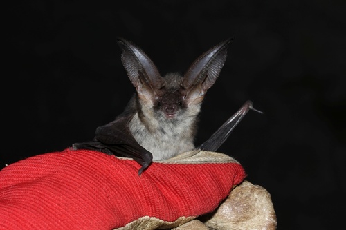 Όλη η αλήθεια για τις νυχτερίδες