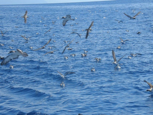 Αρτέμης -το Άλμπατρος της Ελλάδας