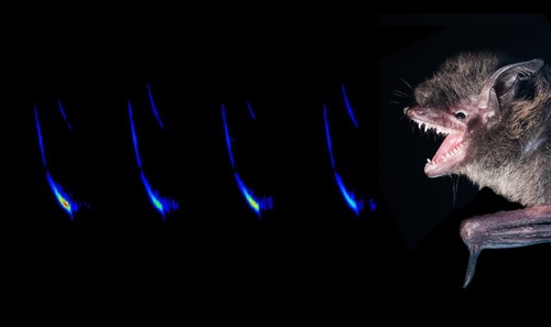 «Υπεραισθήσεις ζώων»