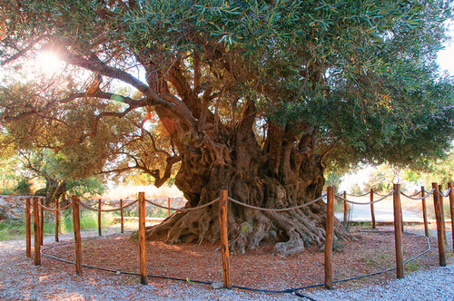 «Οι αιωνόβιες ελιές της Κρήτης» «Οι αιωνόβιες ελιές της Κρήτης»