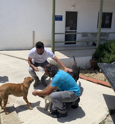 Σε υιοθεσία αδέσποτων ζώων προχώρησαν οι εργαζόμενοι στην Καθαριότητα του Δήμου Ηρακλείου