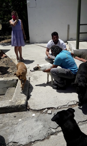 Όσοι ενδιαφέρονται να υιοθετήσουν αδέσποτο ζώο μπορούν να επικοινωνήσουν στα τηλέφωνα: 2810336122 και 2816008470