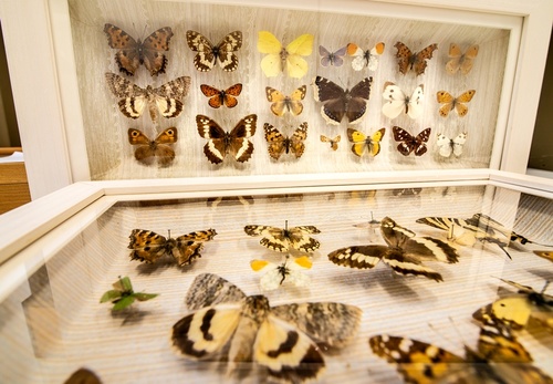 ΠΕΤΑΛΟΥΔΑ ΠΕΤΑΛΟΥΔΑ