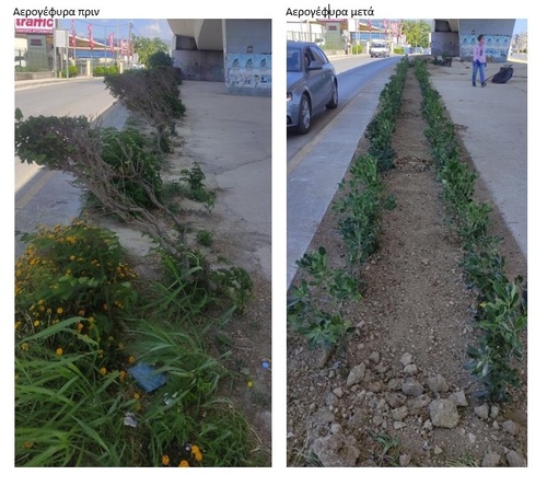 Νέες φυτεύσεις πρασίνου σε κοινόχρηστους χώρους του Δήμου Ηρακλείου